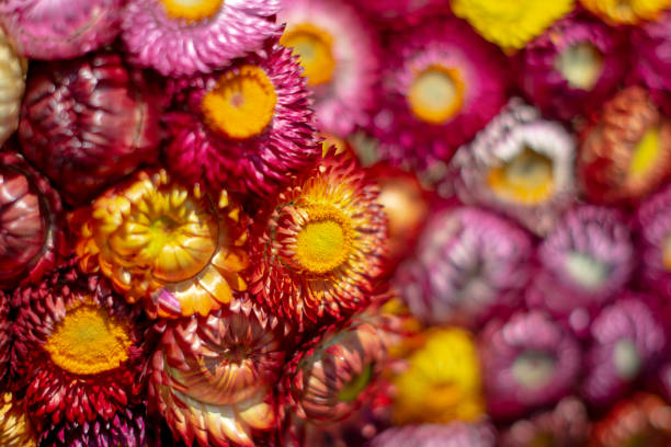 istock Dried flowers of various colors 1313459161