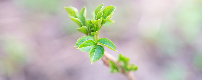 first spring leaves on tree branches, close up