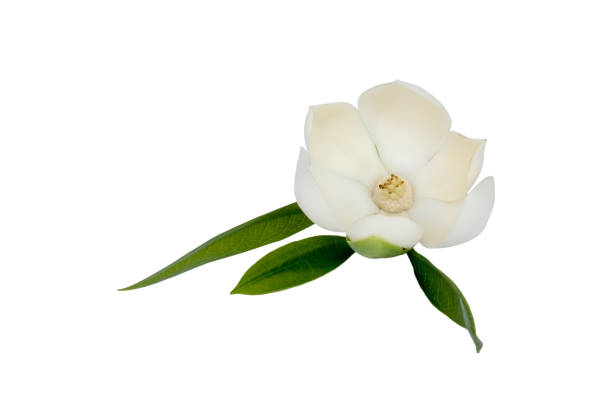 flor magnólia branca (magnólia grandiflora) em fundo branco isolado. chamado evergreen magnolia, bull bay, bull bay magnolia, laurel magnolia e loblolly magnolia, com caminho de recorte. - evergreen magnolia - fotografias e filmes do acervo