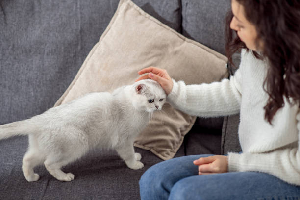 istock Long-haired young woman stroking her cute white cat 1313461423