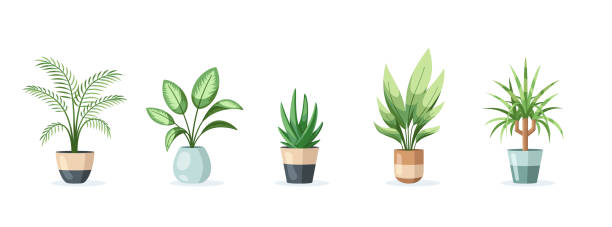 Set of home plants in pots isolated on white background Set of home plants in pots isolated on white background in flat style. Vector illustration areca palm tree stock illustrations