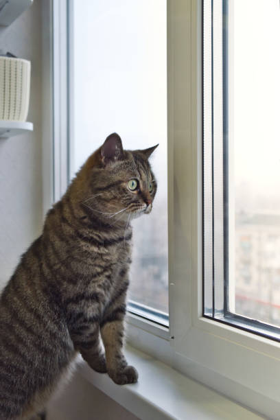 istock The domestic cat watching in window. 1313462343