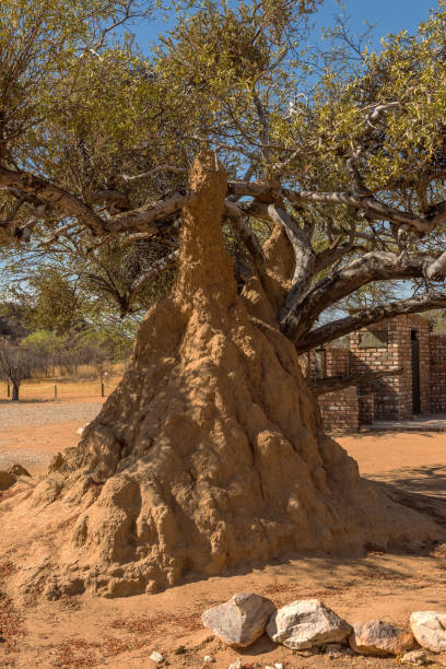 Bush landscape with a large termite mound, Namibia Bush landscape with a large termite mound, Namibia termite mound stock pictures, royalty-free photos & images