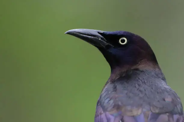 Photo of Common Grackle