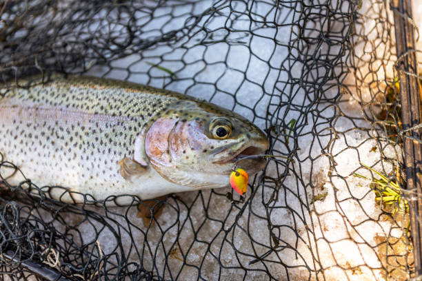 catching a brown trout in the river. - fly fishing trout brown trout fishing imagens e fotografias de stock