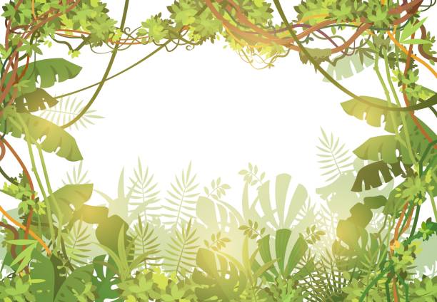 illustrazioni stock, clip art, cartoni animati e icone di tendenza di sfondo tropicale della giungla. foresta pluviale con foglie tropicali e viti liana. paesaggio naturale con alberi tropicali. illustrazione vettoriale - palm leaf frond leaf backgrounds