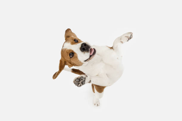 istock Small funny dog Beagle posing isolated over white studio background. 1313466404