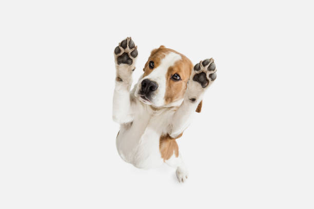 istock Small funny dog Beagle posing isolated over white studio background. 1313466406