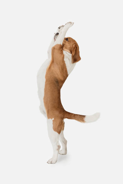 istock Small funny dog Beagle posing isolated over white studio background. 1313466414