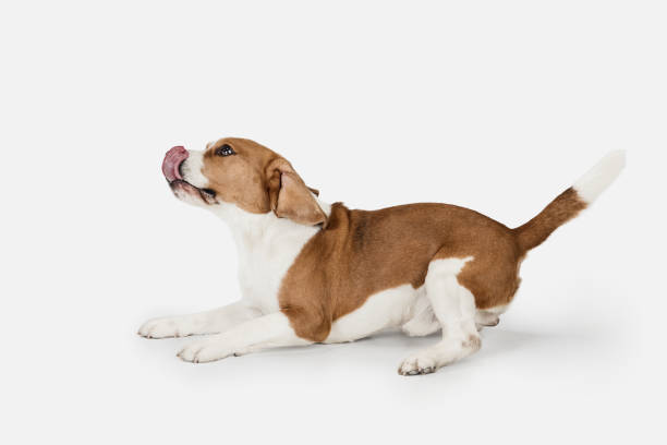 istock Small funny dog Beagle posing isolated over white studio background. 1313466416