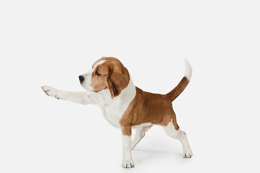 Friend. Portrait of funny active pet, cute dog Beagle posing isolated over white studio background. Concept of motion, action, pets love, animal life. Looks happy, delighted. Copyspace for ad.