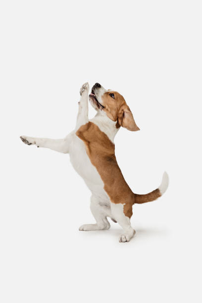 istock Small funny dog Beagle posing isolated over white studio background. 1313466459