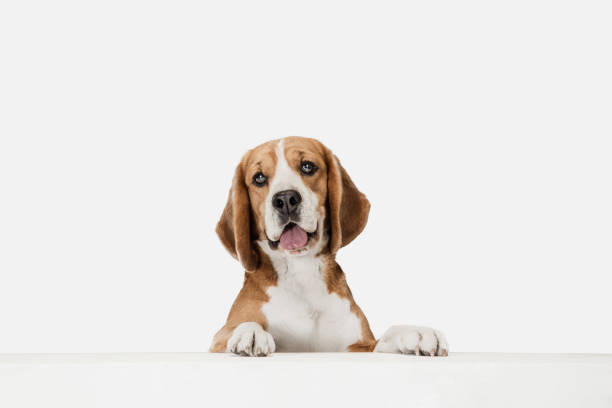 白いスタジオの背景の上に孤立ポーズ小さな面白い犬ビーグル。 - beagle dog purebred dog pets ストックフォトと画像