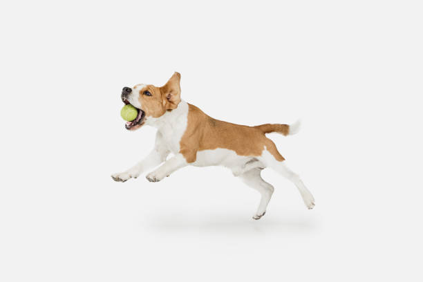 istock Small funny dog Beagle posing isolated over white studio background. 1313466465
