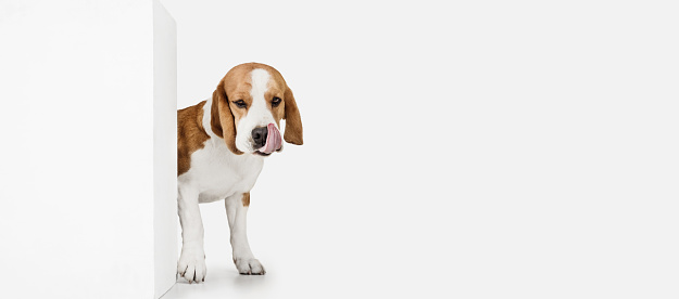 Flyer. Portrait of funny active pet, cute dog Beagle posing isolated over white studio background. Concept of motion, action, pets love, animal life. Looks happy, delighted. Copyspace for ad.