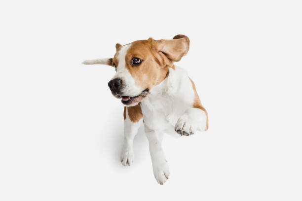 istock Small funny dog Beagle posing isolated over white studio background. 1313466482