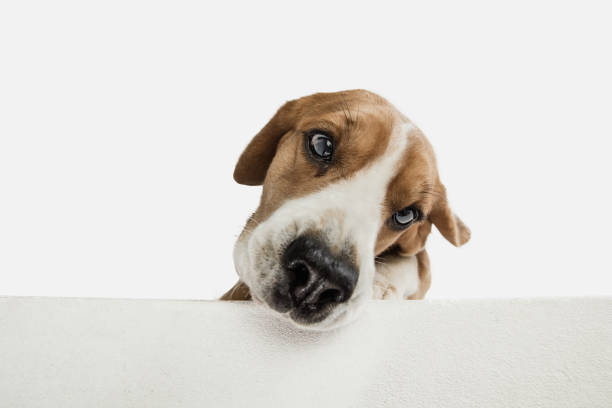 istock Small funny dog Beagle posing isolated over white studio background. 1313466489