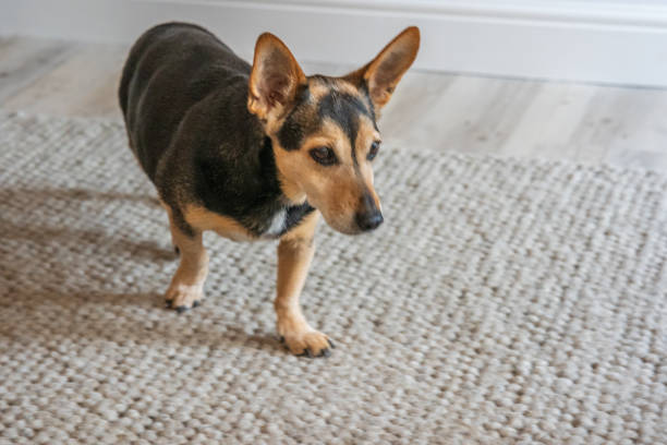 istock Black and tan terrier on carpet 1313467187