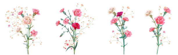 Panoramic view with carnation. Set red, pink, white flowers, gypsophile twigs, white background, collection for Mother's Day, Victory Day, digital draw, vintage illustration, vector, watercolor style Panoramic view with carnation. Set red, pink, white flowers, gypsophile twigs, white background, collection for Mother's Day, Victory Day, digital draw, vintage illustration, vector, watercolor style chinese culture paintings bush painting stock illustrations