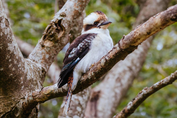 istock Kookaburra at Sassafrass in Australia 1313467727