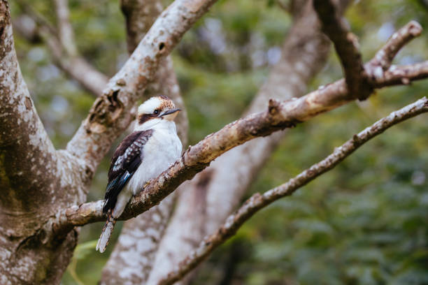 istock Kookaburra at Sassafrass in Australia 1313467731