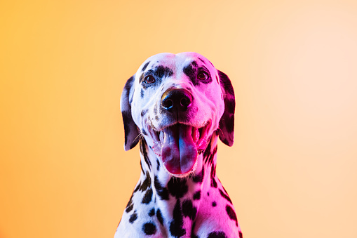 Close-up white and black Dalmatian, carriage dog, pet posing isolated on yellow background in neon light.. Concept of movement, pets love, animal life. Looks happy, delighted. Copyspace for ad
