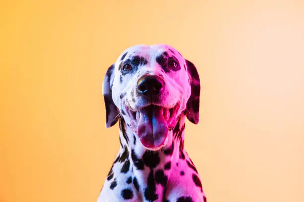 Photo of Close-up happy Dalmatian, purebred dog posing isolated on yellow background in neon light.