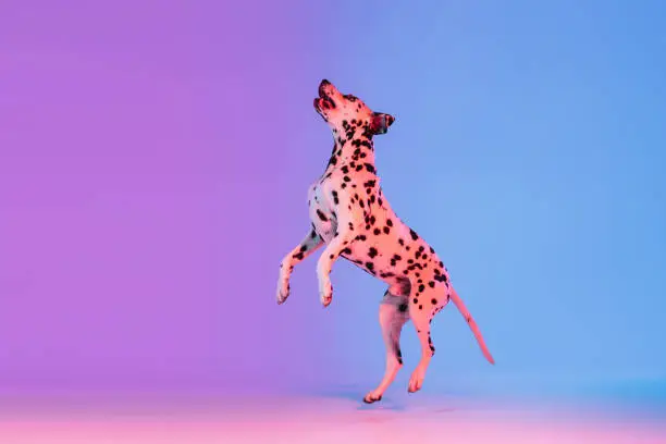 Photo of Portrait of Dalmatian dog isolated on gradient pink blue background in neon light.