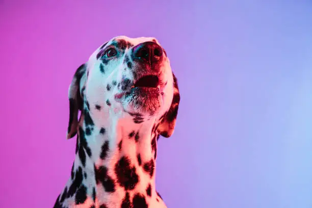 Photo of Close-up cute Dalmatian isolated on gradient pink blue background in neon light.
