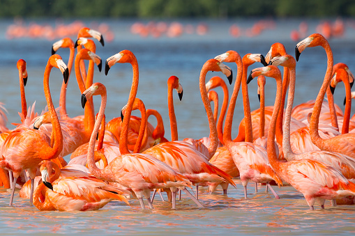 American aka Caribbean flamingos Phoenicopterus ruber at the lagoon of Celestun, Yucatan peninsula, Mexico