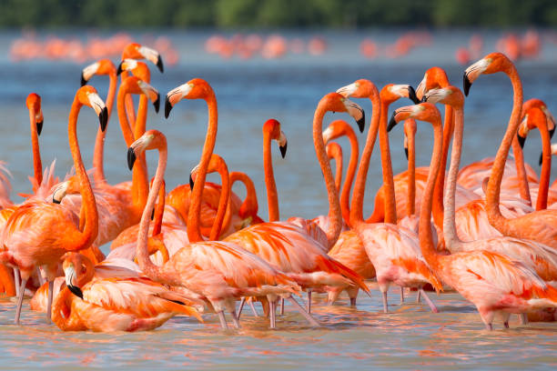 American aka Caribbean flamingos Phoenicopterus ruber at the lagoon of Celestun, Yucatan, Mexico American aka Caribbean flamingos Phoenicopterus ruber at the lagoon of Celestun, Yucatan peninsula, Mexico bioreserve stock pictures, royalty-free photos & images