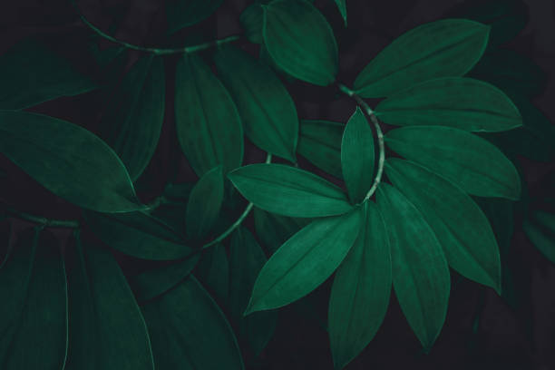 istock abstract green leaf texture, nature background, tropical leaf 1313468817