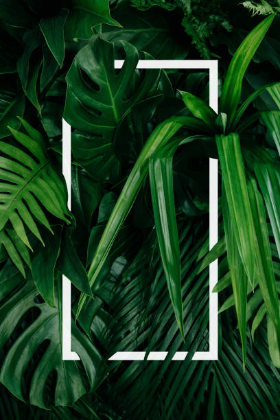 istock abstract green leaf texture, nature background, tropical leaf 1313468834