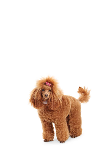 istock Groomed beautiful red poodle dog with a pink bow 1313470159