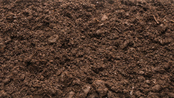 istock Black land for plant background. 1313472553
