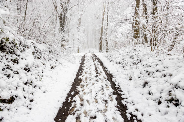 Narrow curvy country road from cobblestone in winter covered with ice and snow between dark tree trunks, idyllic landscape but slippery and dangerous for traffic, selected focus, narrow depth of field