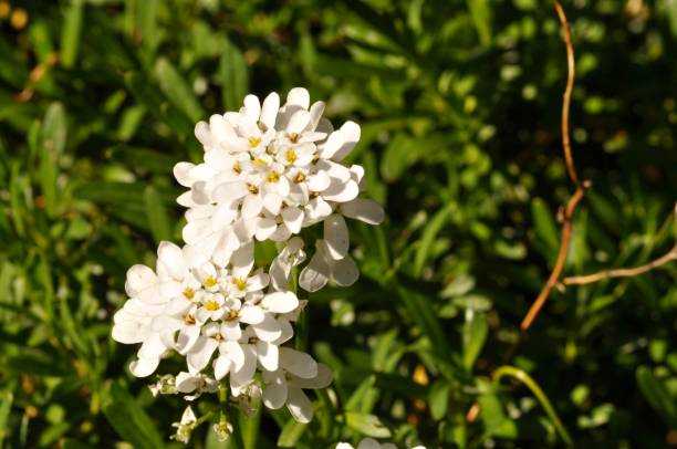 istock rock cresses in a garden 1313474110