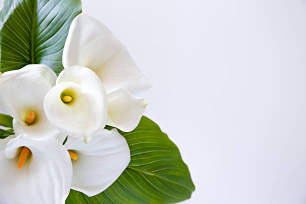 Funeral Lily Stock Photos, Pictures & Royalty-Free Images - iStock