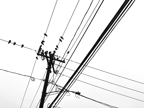 Power lines cut across the frame at perpendicular angles with black birds sitting on them.