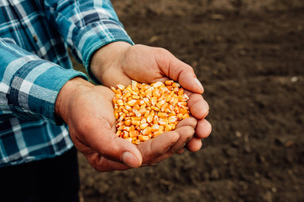 istock Corn seed in hand of farmer. maize Seed in Farmer Hands, Agriculture. 1313475702