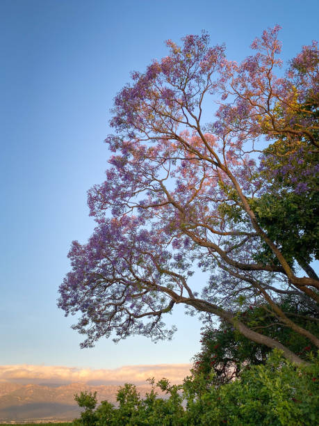 istock Jacaranda tree in full bloom at sunset in South Africa 1313475960
