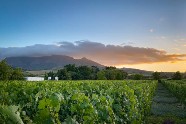 viñedo de vista panorámica frente a la montaña simonsberg cubierto de nubes - provincia occidental del cabo fotografías e imágenes de stock