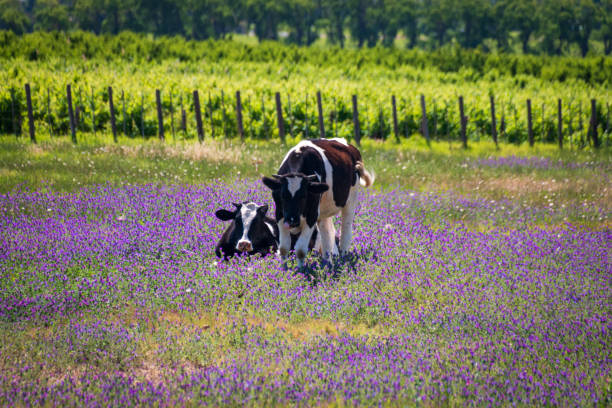 Black and white dairy cow standing against a vibrant purple backdrop