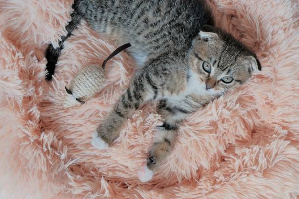 istock Kitty. Pets. Scottish fold kitten.Small gray tabby kitten in a fluffy bed 1313479234