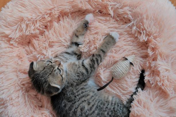 istock Kitty. Pets. Scottish fold kitten.Small gray tabby kitten sleeps in a fluffy pink bed 1313479240