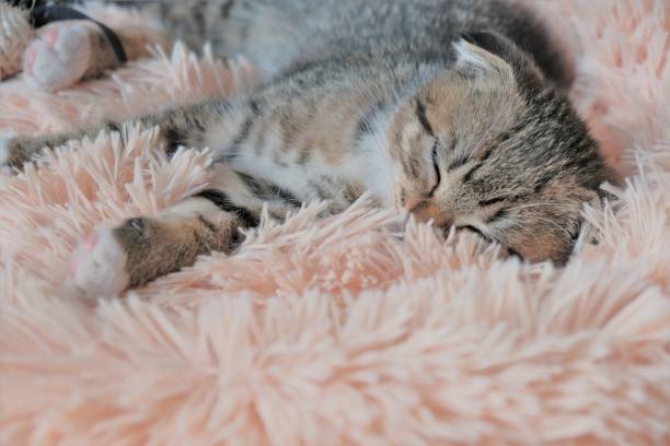 istock Kitty. Pets. Scottish fold kitten.Small gray tabby kitten in a fluffy pink bed 1313479244