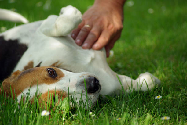 istock Man caresses dog on meadow 1313479450