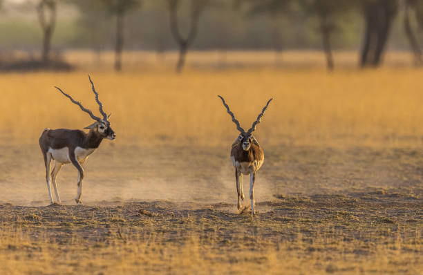 blackbucks laufen - hirschziegenantilope stock-fotos und bilder