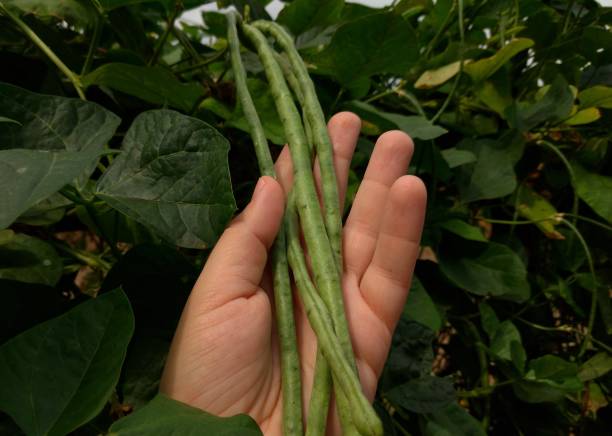 istock Green beans harvest 1313481001