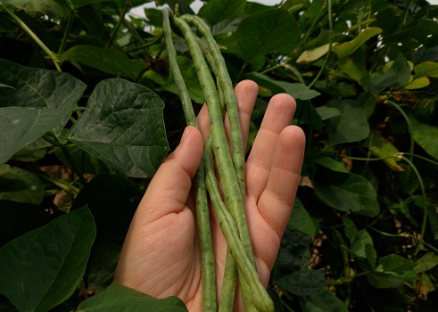 Hand holding a portion of green beans ready to be harvested.